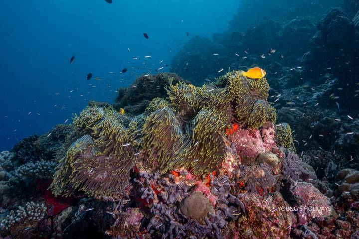 【Maldives】Cozy Scuba Club Fuvahmulah diving package