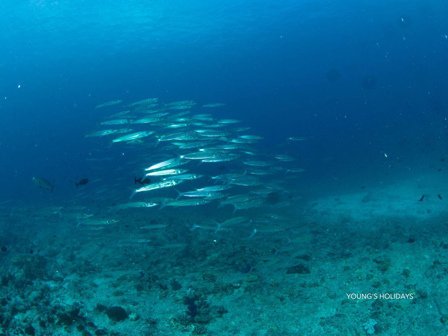 【Palau】6 Days 5 Nights Tour with diving instructor Berry (26th to 31st December 2026)