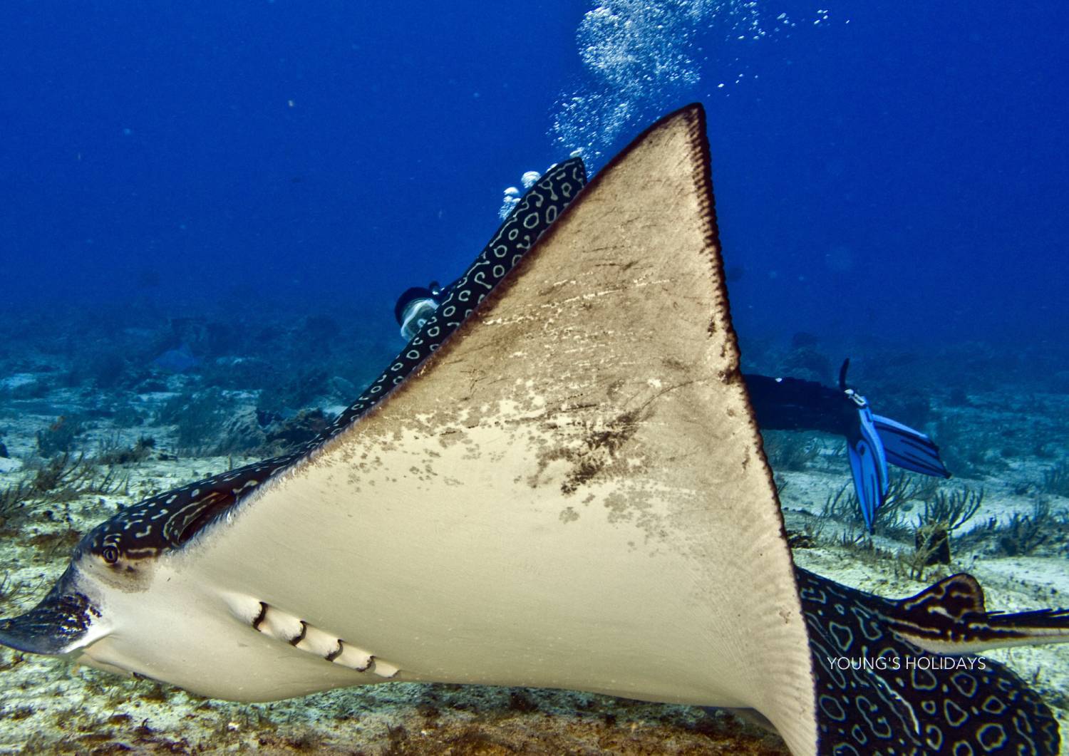 【Izu】Kumomi / Mikomoto IslandDiving with Hammerhead Sharks 4 Days 3 Nights Japan Diving Package
