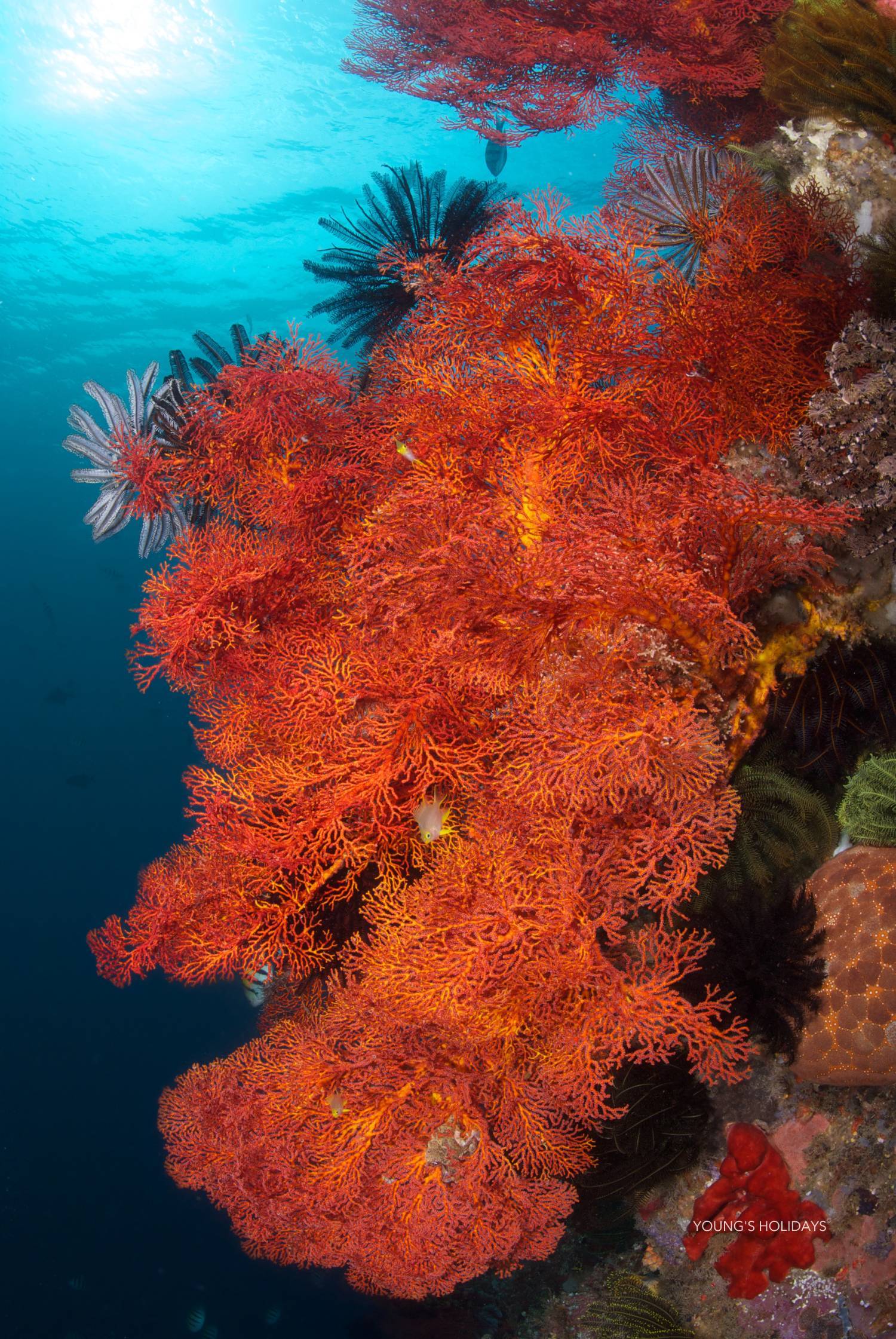 【Indonesia】 Murex Bangka Dive Resort  5 days 4 nights diving package