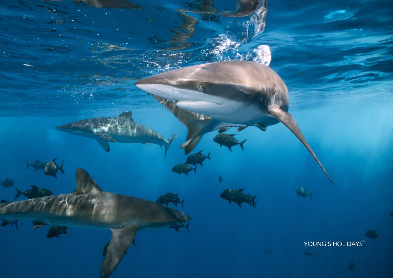 【Fiji】10 days 7 Nights Shark Diving Adventure diving Tour with Instructor (26th SEP to 4th OCT 2026)