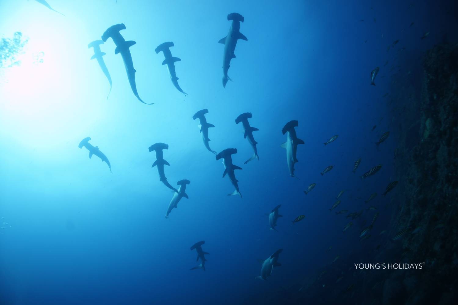 【Izu】Kumomi / Mikomoto IslandDiving with Hammerhead Sharks 4 Days 3 Nights Japan Diving Package