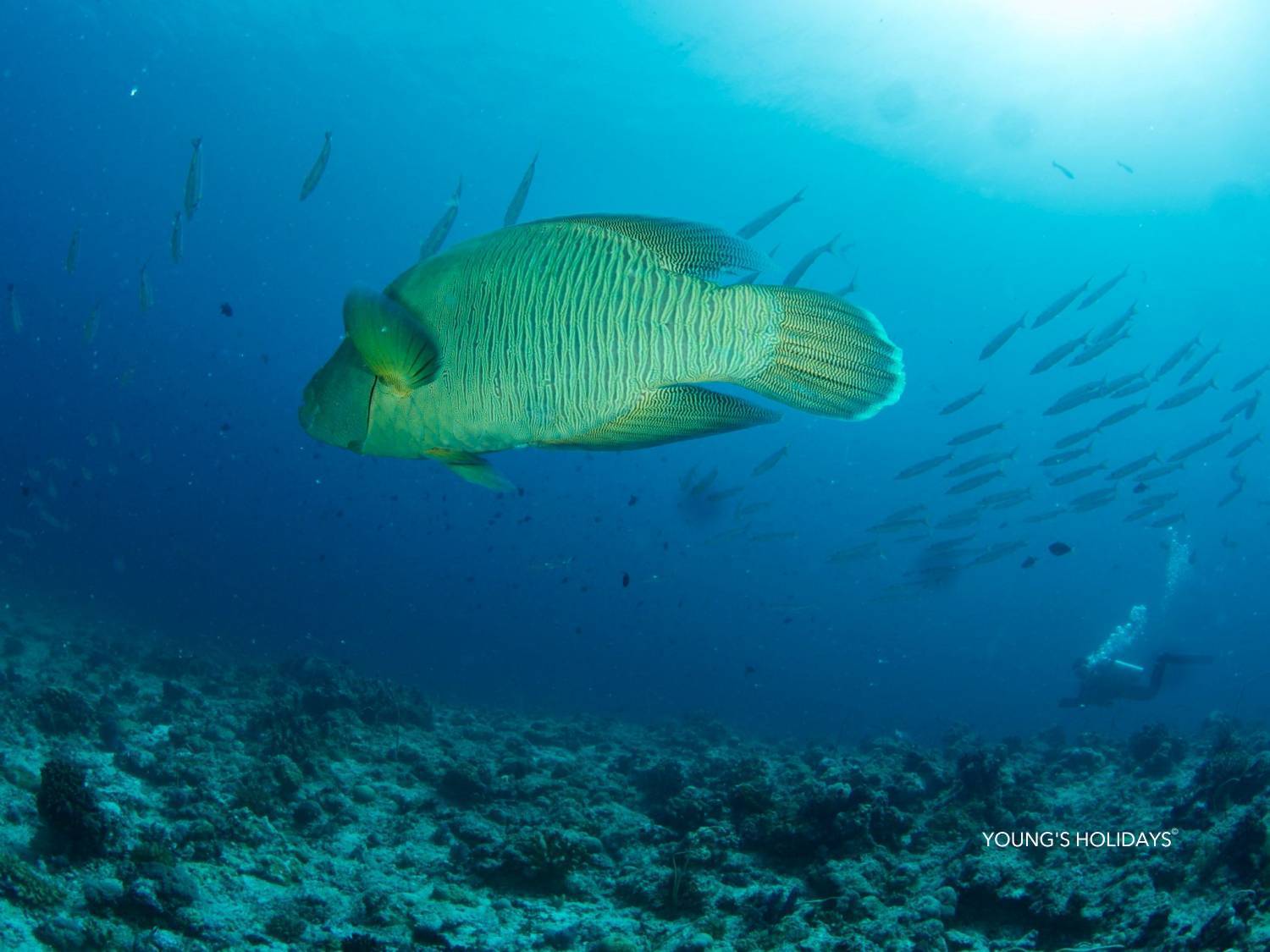【Palau】6 Days 5 Nights Tour with diving instructor Berry (26th to 31st December 2026)