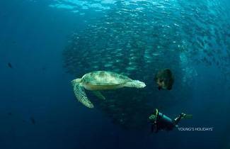 【Sipadan】Mabul Resort 5 day 4 night diving package