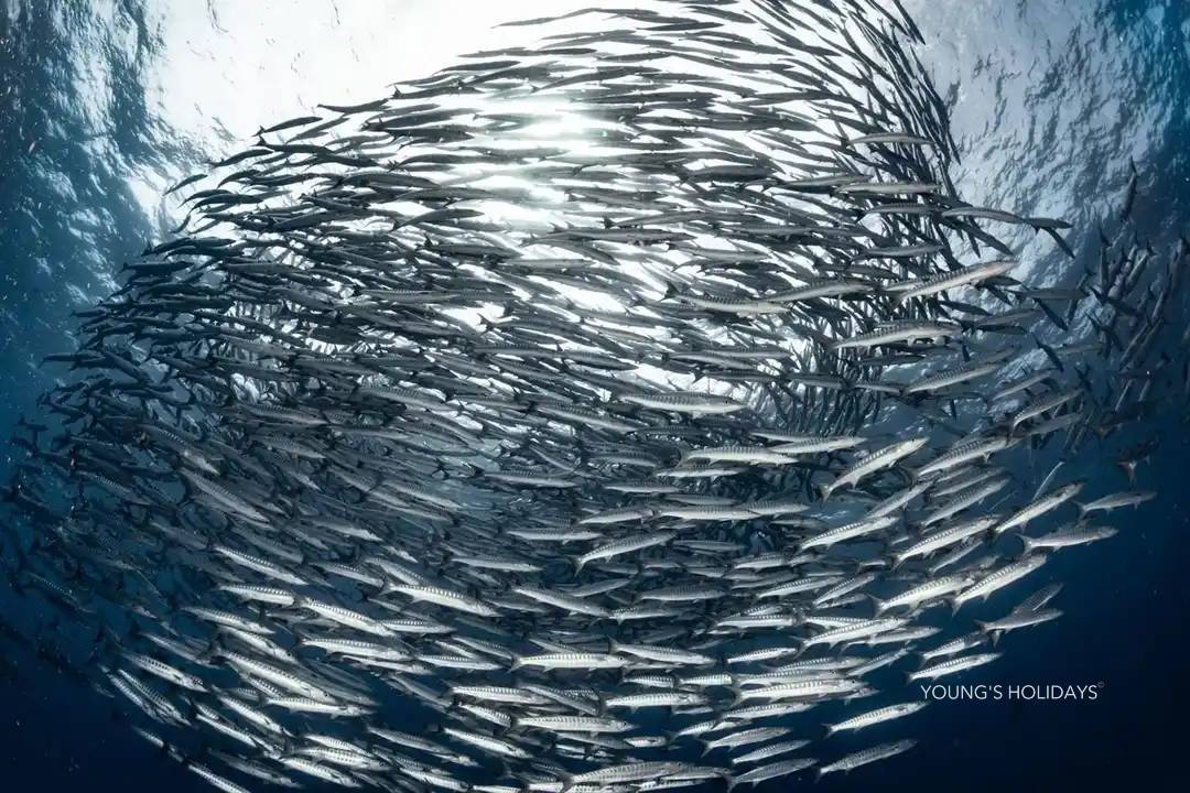 【Thailand】7 Days 6 Nights Liveaboard Tour with diving instructor (29th Dec 2026 to 4th Jan 2027)
