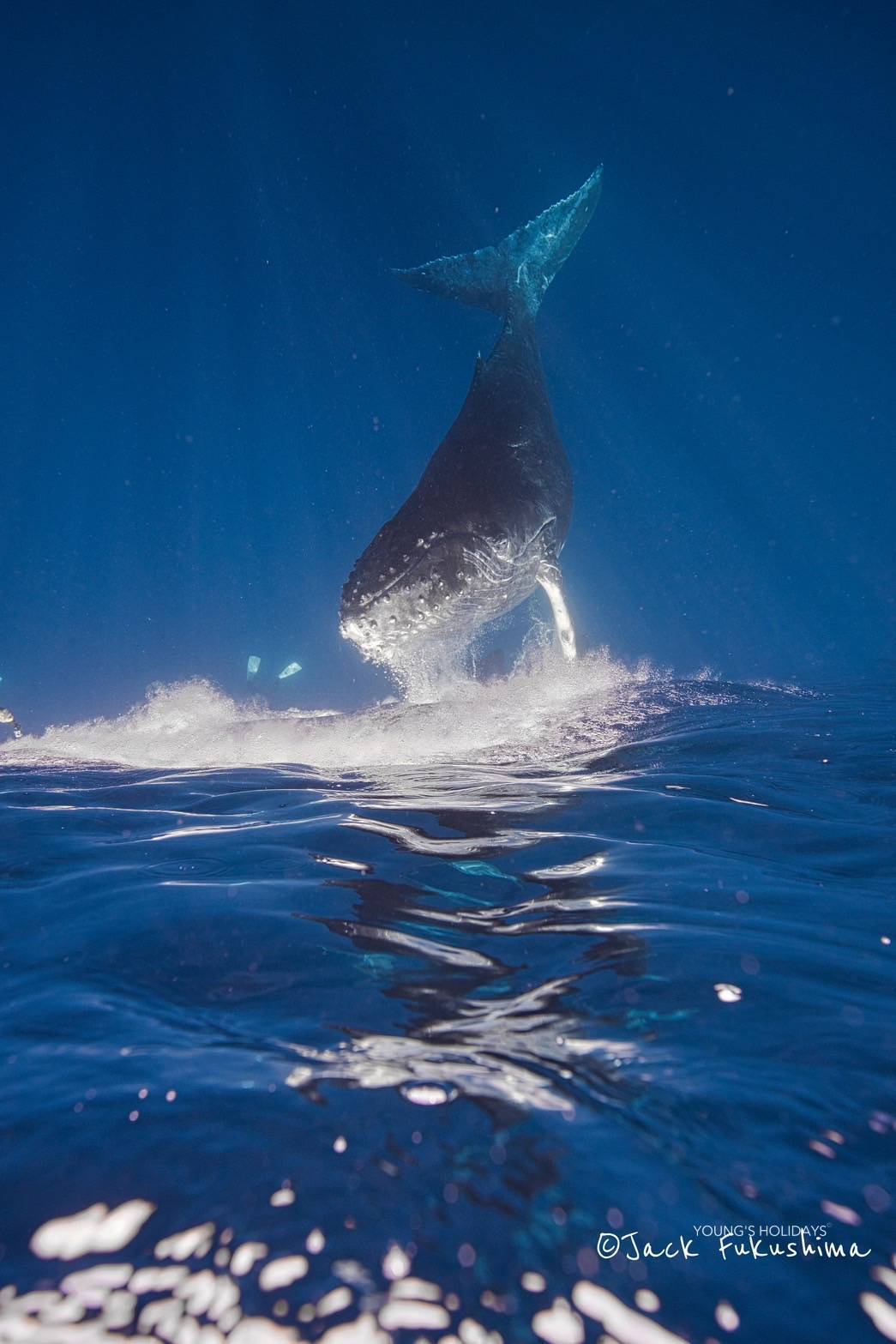 【Okinawa】2026 Whale Swimming Tour (Instructor Berry)