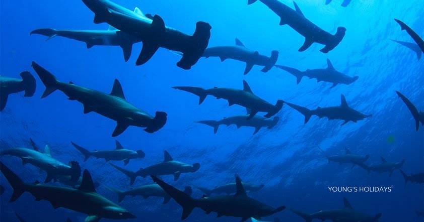 【Izu】Kumomi / Mikomoto IslandDiving with Hammerhead Sharks 4 Days 3 Nights Japan Diving Package