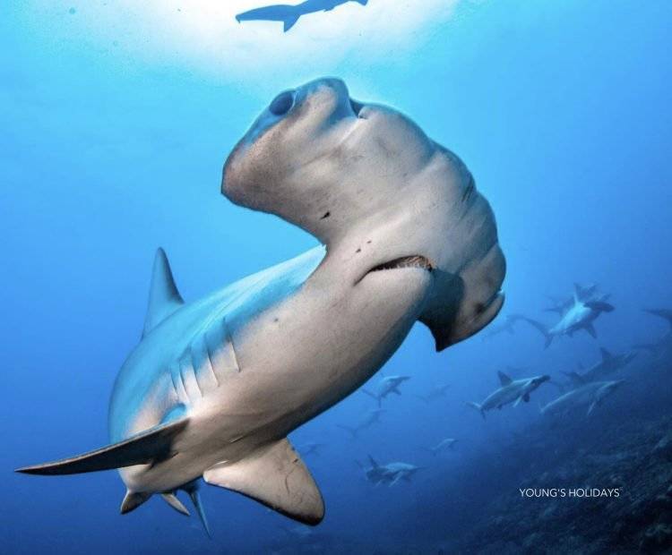 【Izu】Kumomi / Mikomoto IslandDiving with Hammerhead Sharks 4 Days 3 Nights Japan Diving Package