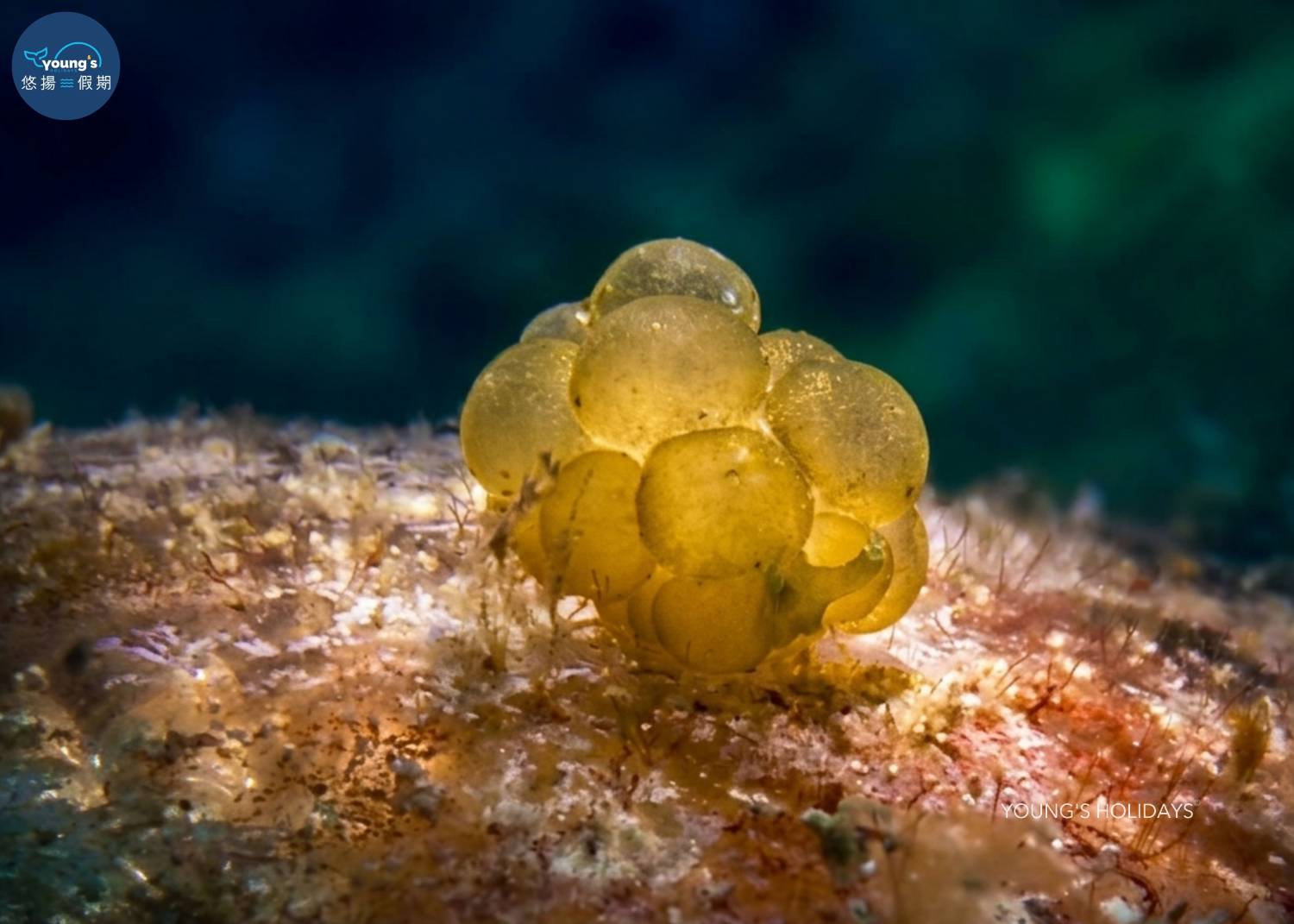 【Cebu】5 Days 4 Nights macro photography Tour with diving instructor (13rd to 17th November 2026)