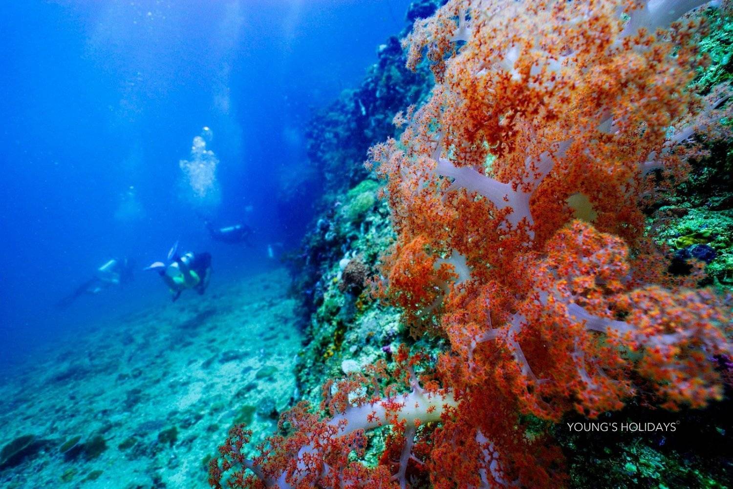 【Malapascua】6 Days 5 Nights Philippines Dive Tour 26th to 31st March 2027 with instructor Tony