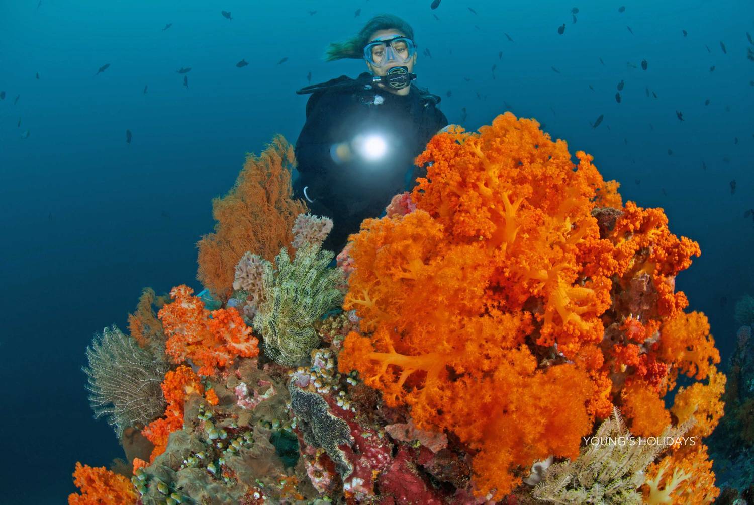 【Indonesia】 Murex Bangka Dive Resort  5 days 4 nights diving package