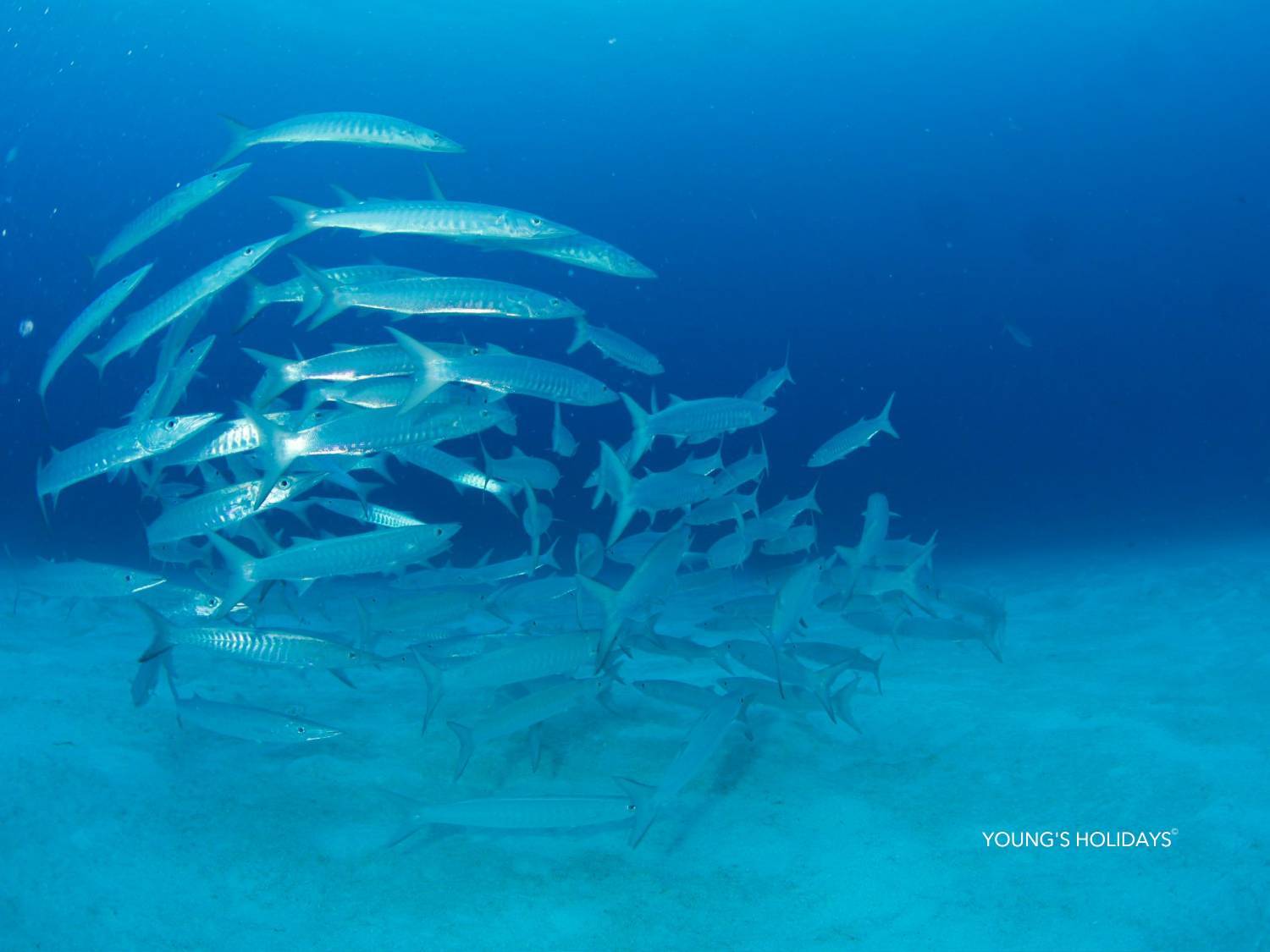 【Palau】6 Days 5 Nights Tour with diving instructor Berry (26th to 31st December 2026)