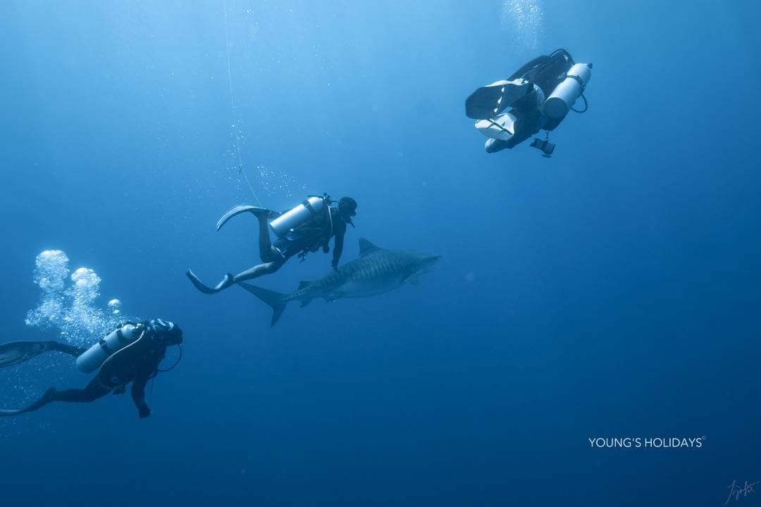 【Maldives】Cozy Scuba Club Fuvahmulah diving package