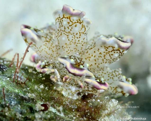 【Romblon】Sunset Cove Beach & Dive Resort 5 days 4 nights Philippines diving package