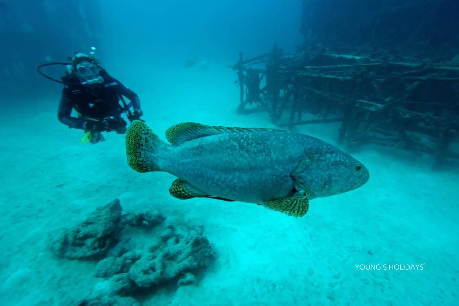 【Sipadan】Mabul Resort 5 day 4 night diving package