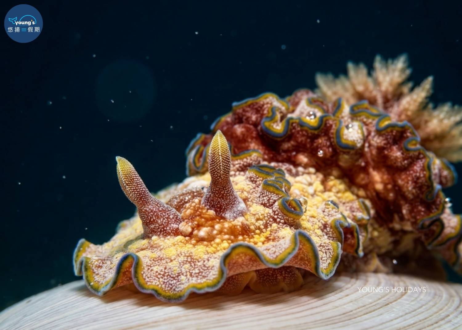 【Cebu】5 Days 4 Nights macro photography Tour with diving instructor (13rd to 17th November 2026)