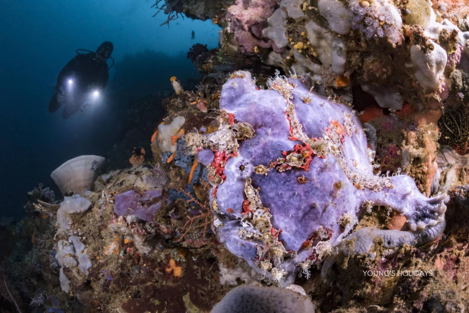 【Indonesia】 Murex Bangka Dive Resort  5 days 4 nights diving package