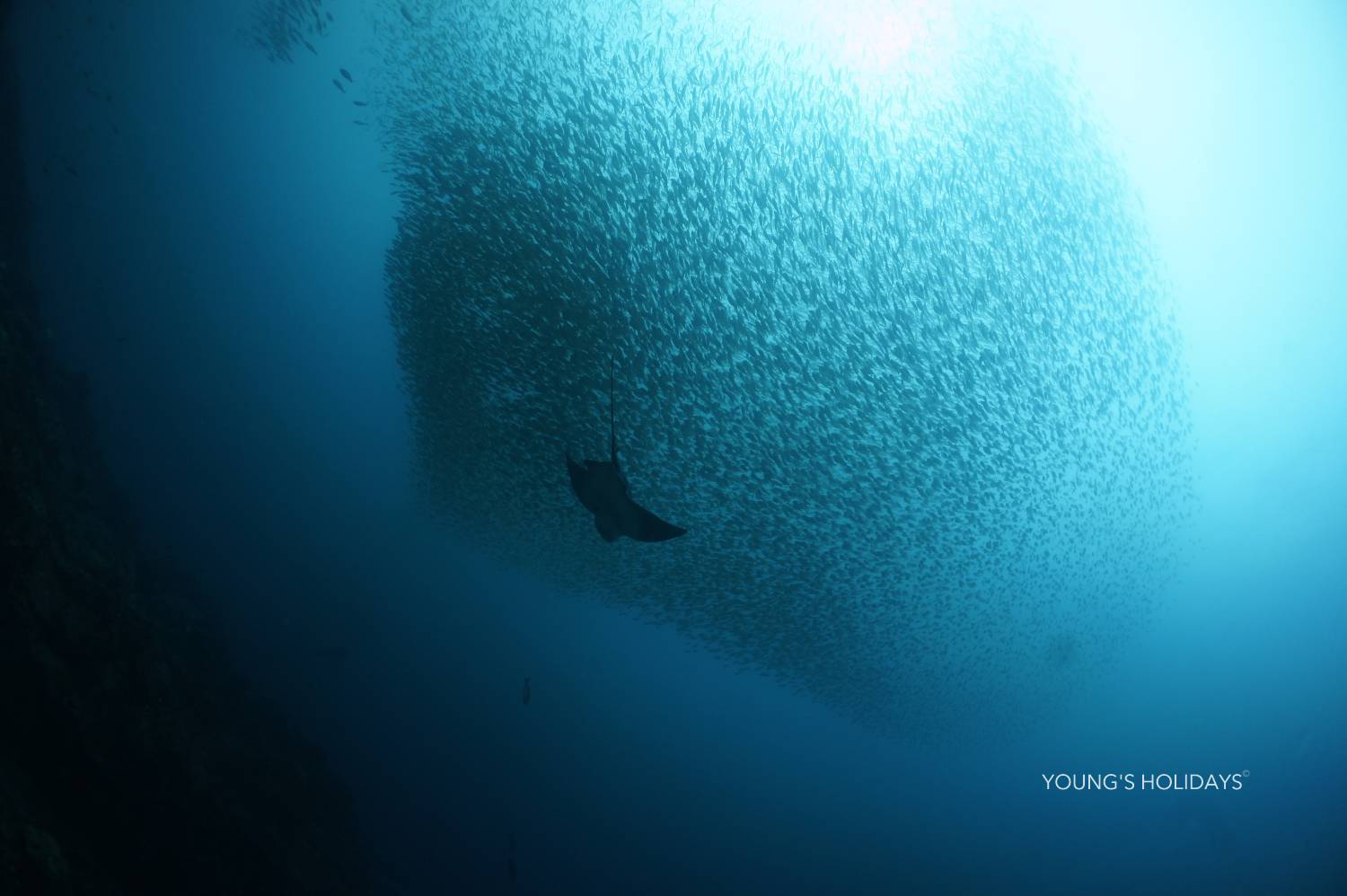 【Izu】Kumomi / Mikomoto IslandDiving with Hammerhead Sharks 4 Days 3 Nights Japan Diving Package