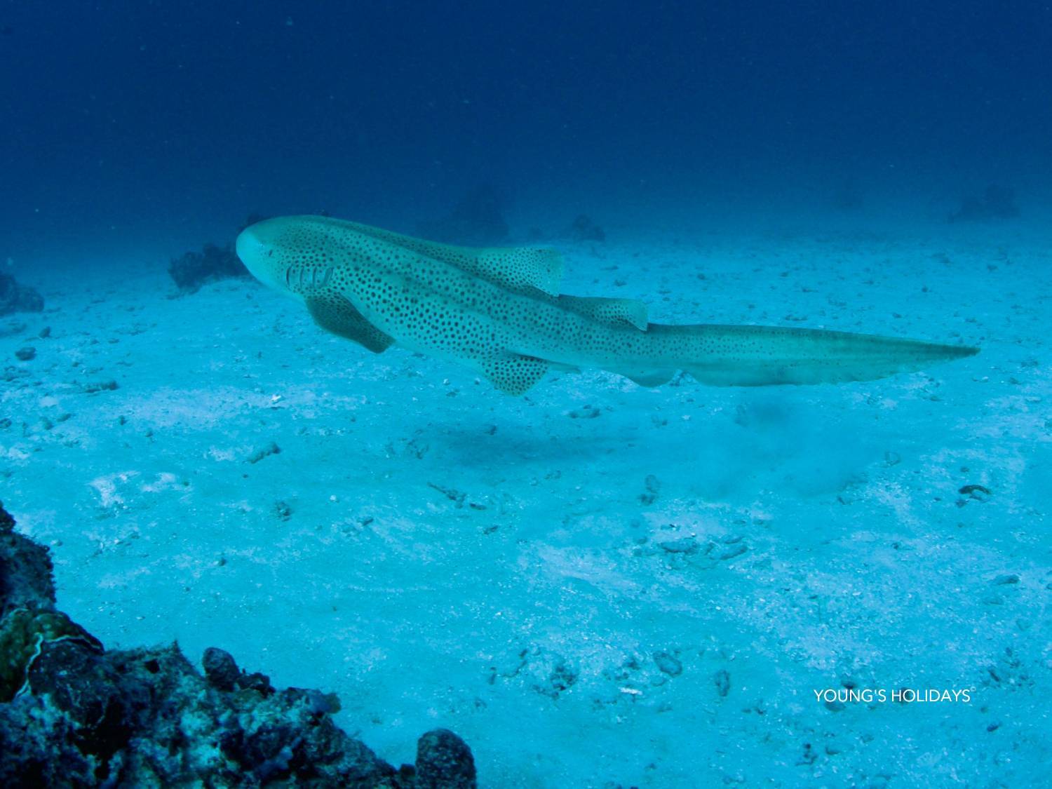 【Palau】6 Days 5 Nights Tour with diving instructor Berry (26th to 31st December 2026)