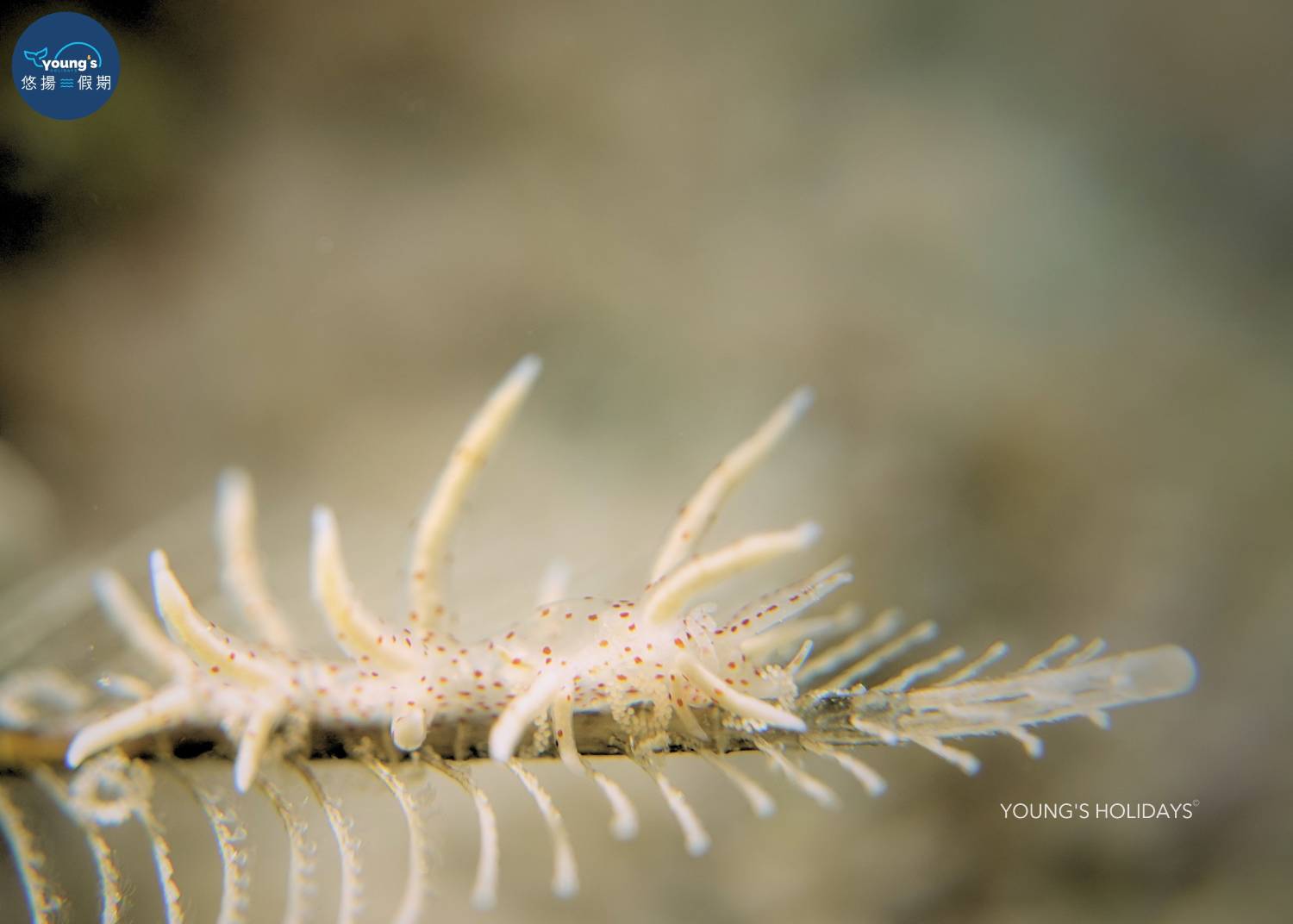 【Cebu】5 Days 4 Nights macro photography Tour with diving instructor (13rd to 17th November 2026)