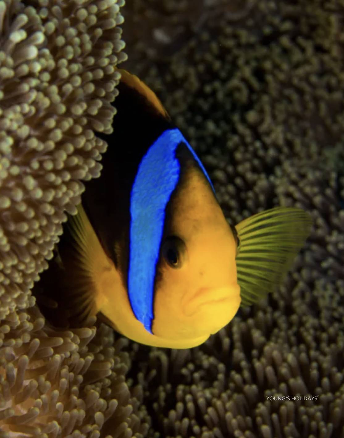【Fiji】Garden Island Resort Diving package