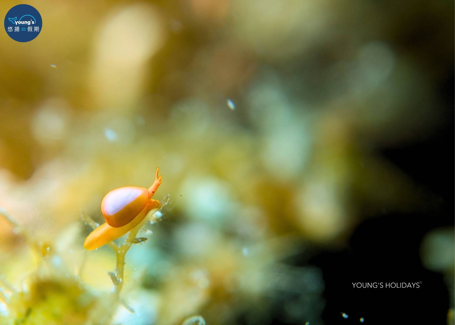 【Cebu】5 Days 4 Nights macro photography Tour with diving instructor (13rd to 17th November 2026)