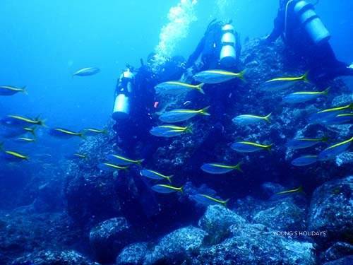 【Izu】Kumomi / Mikomoto IslandDiving with Hammerhead Sharks 4 Days 3 Nights Japan Diving Package
