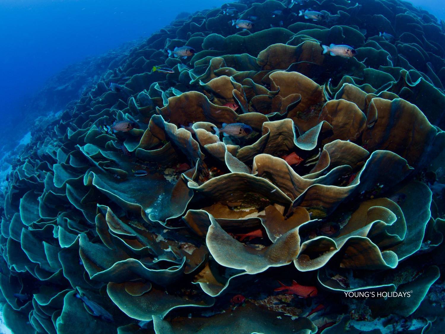 【Palau】6 Days 5 Nights Tour with diving instructor Berry (26th to 31st December 2026)