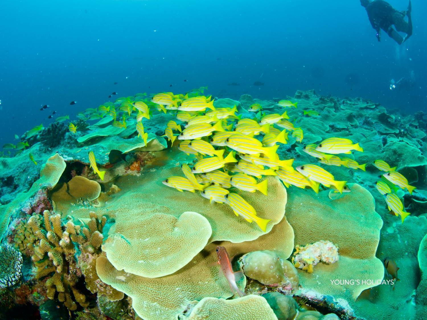 【Palau】6 Days 5 Nights Tour with diving instructor Berry (26th to 31st December 2026)
