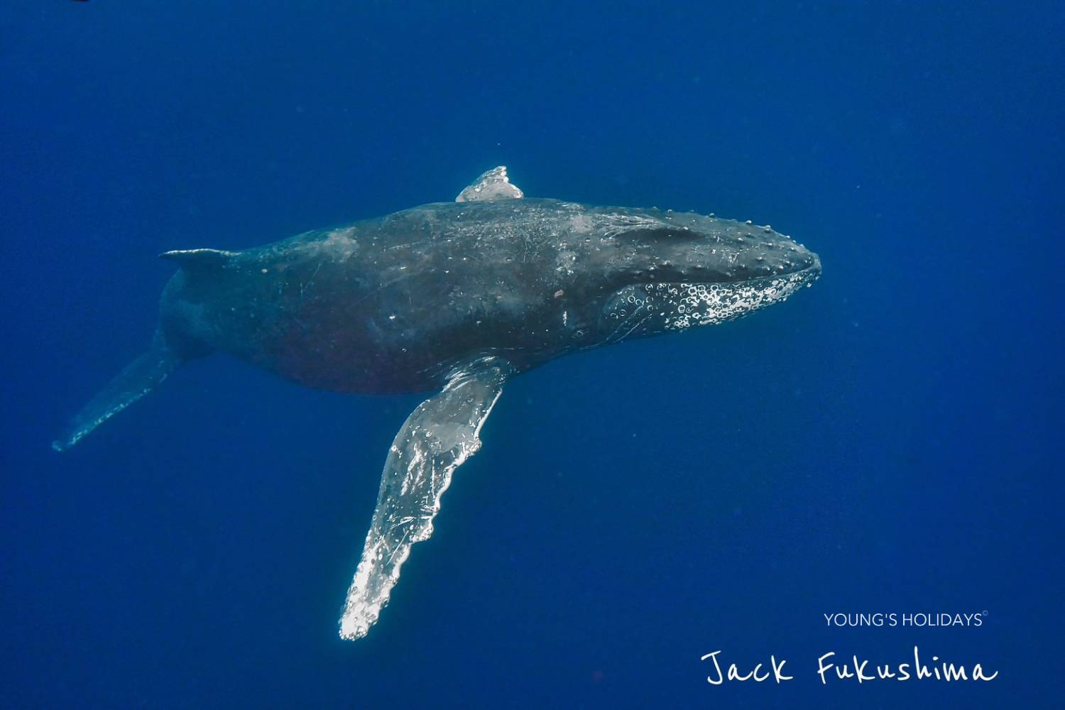 【Okinawa】2026 Whale Swimming Tour (Instructor Berry)