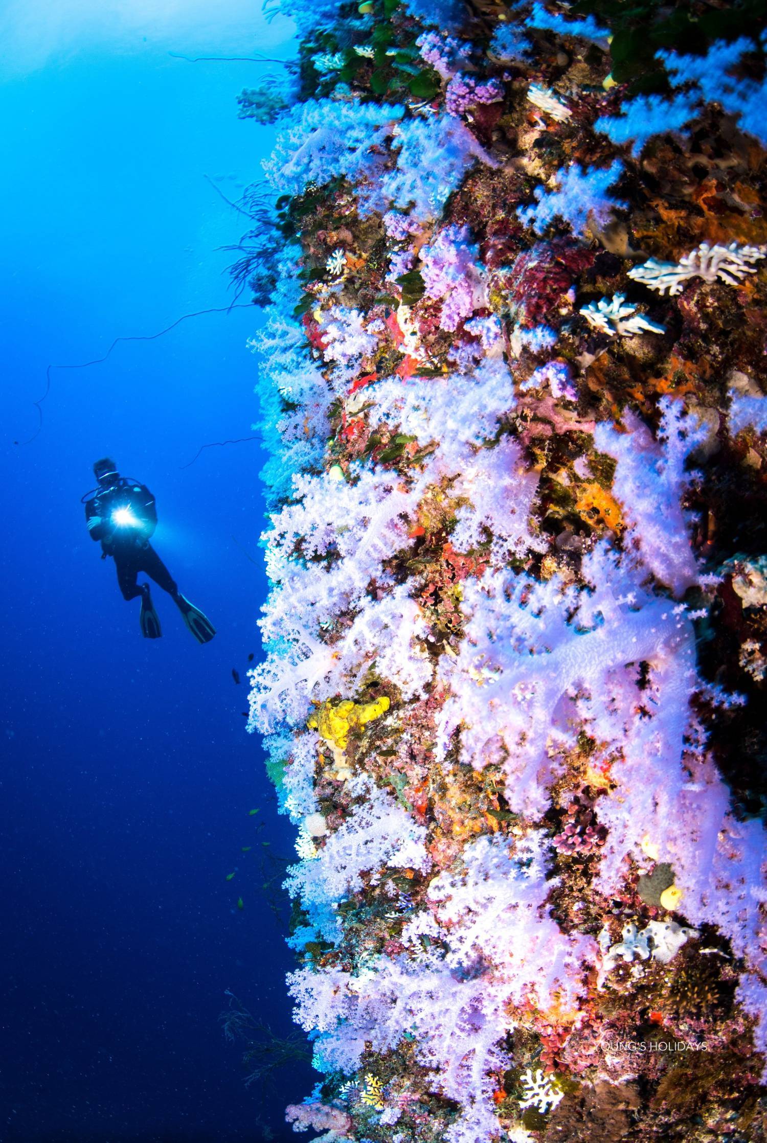 【Fiji】Garden Island Resort Diving package