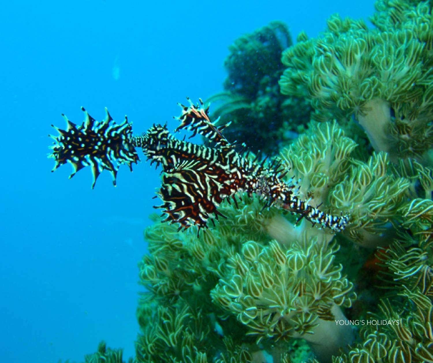 *FULL【Malapascua】Philippines  6 Days 5 Nights Tour 3rd to 8th April 2026 with Instructor David