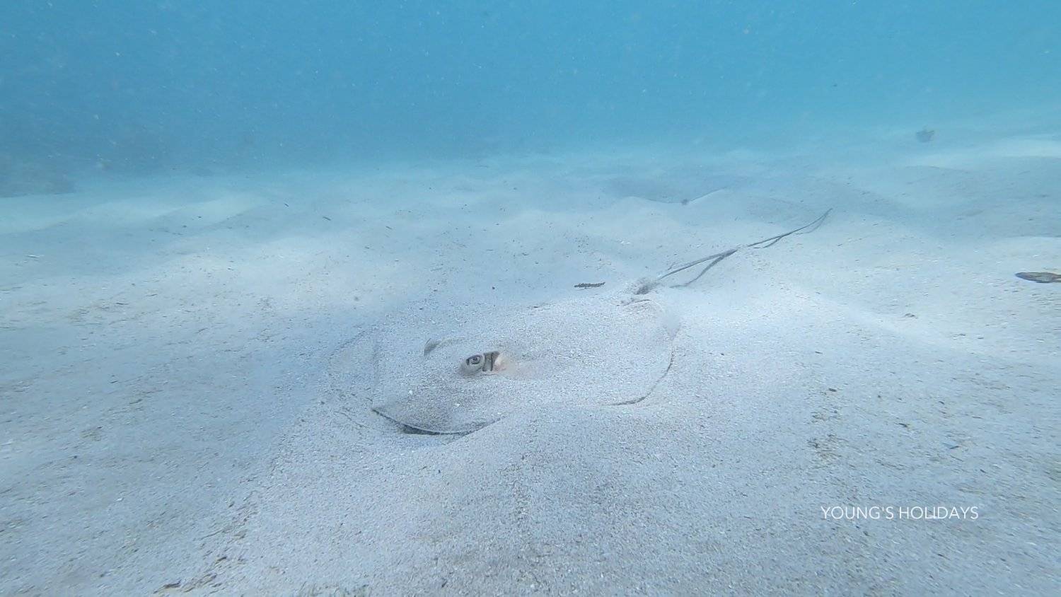 【潛水初體驗！】PADI 體驗潛水（ 出海／泳池）