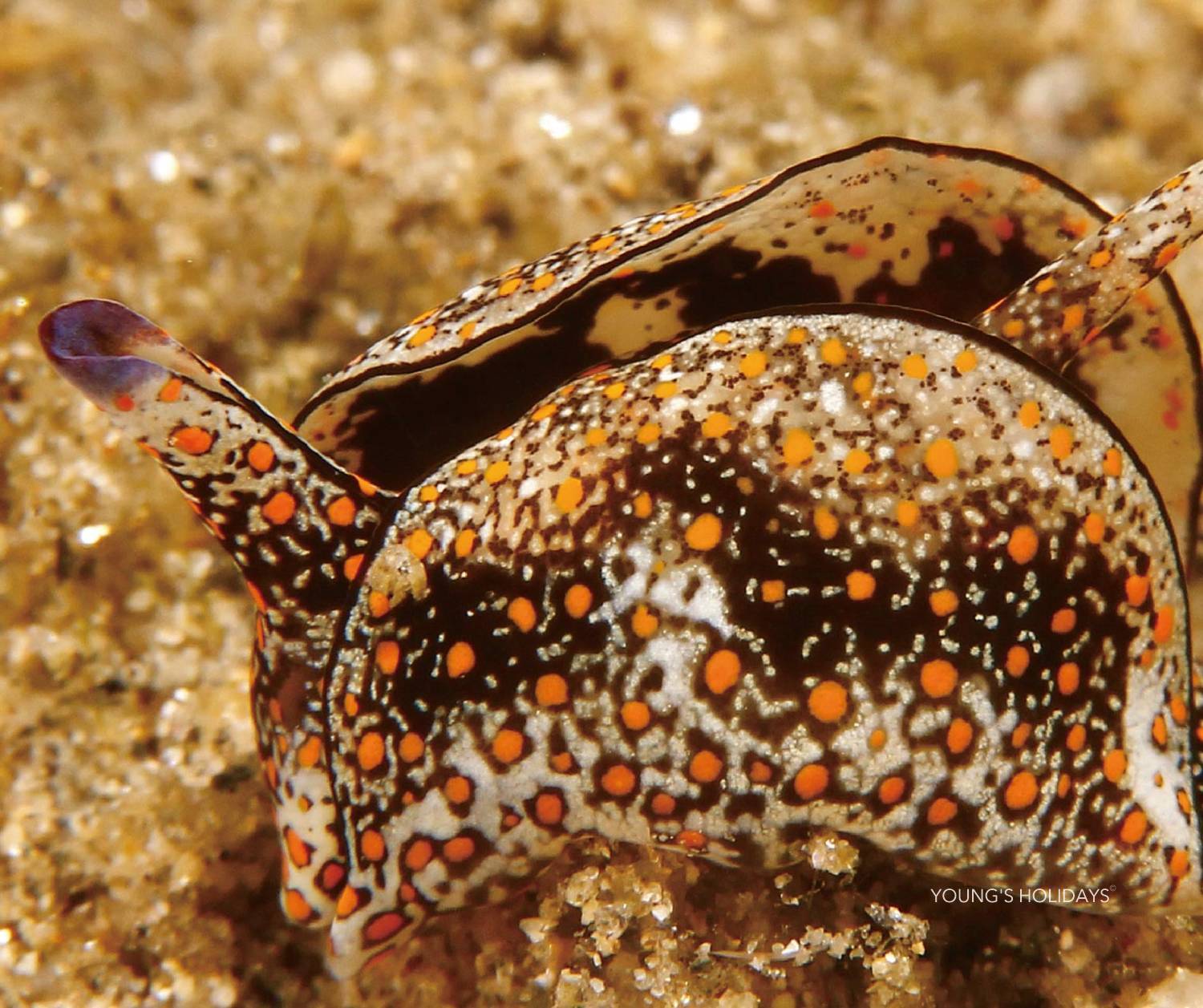 【Romblon】Sunset Cove Beach & Dive Resort 5 days 4 nights Philippines diving package