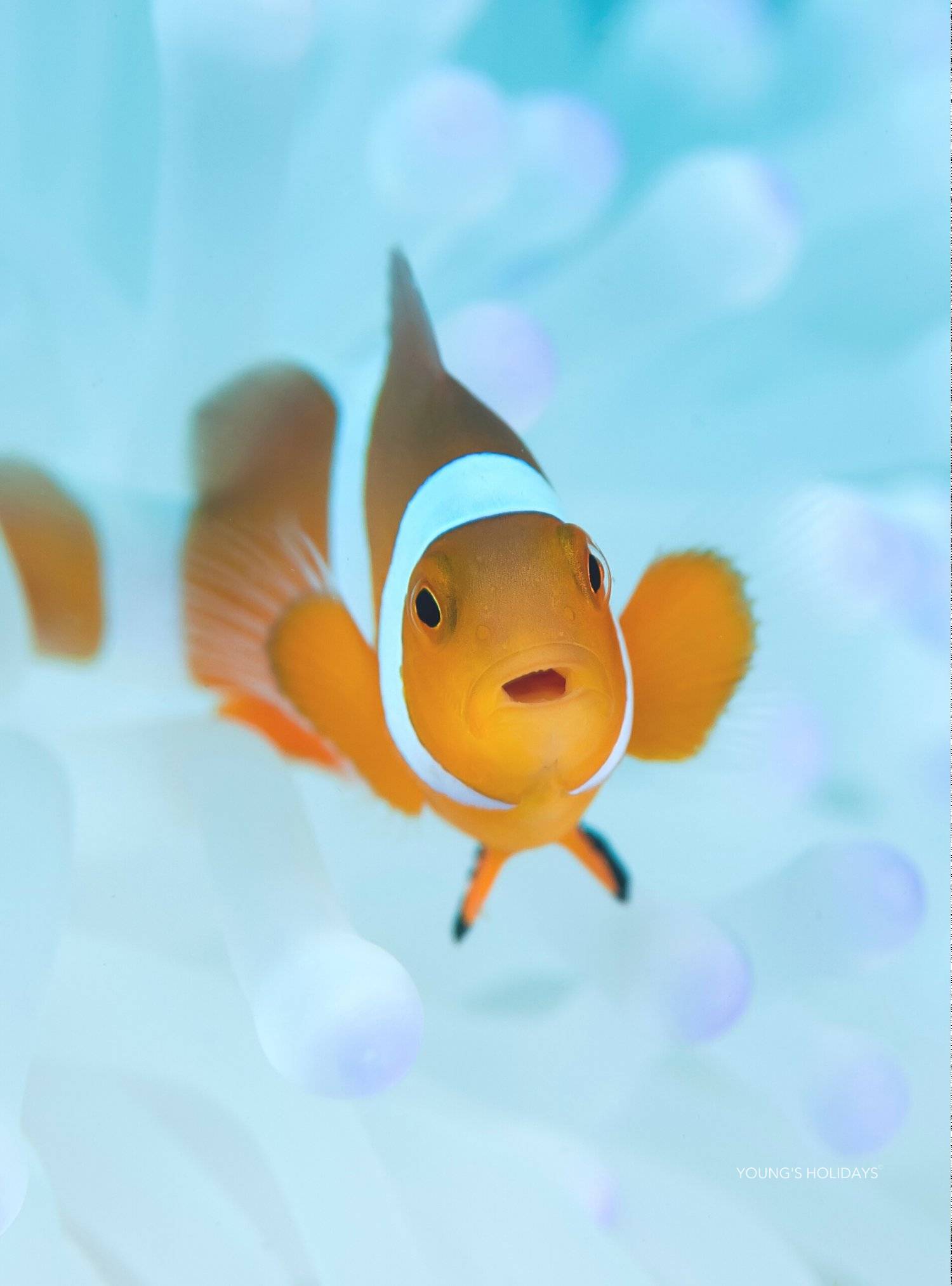 【潛水初體驗！】PADI 體驗潛水（ 出海／泳池）
