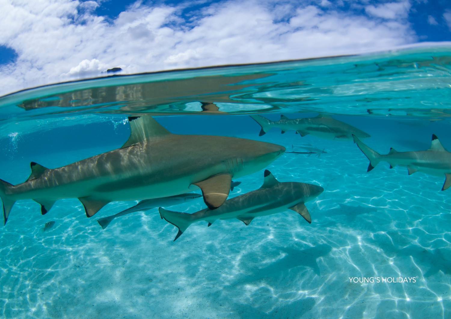 【Fiji】10 days 7 Nights Shark Diving Adventure diving Tour with Instructor (26th SEP to 4th OCT 2026)