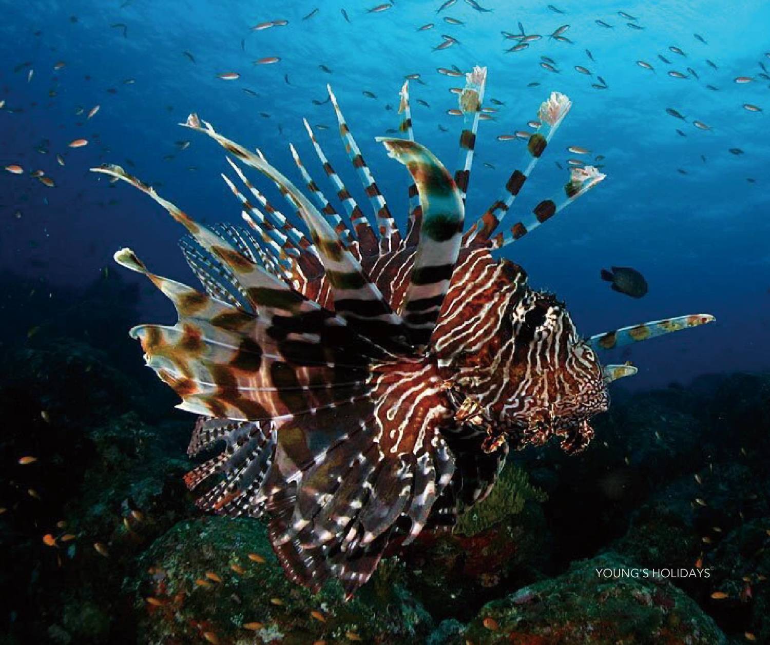 【Indonesia】Pulau Weh Resort 6 days 5 nights diving package
