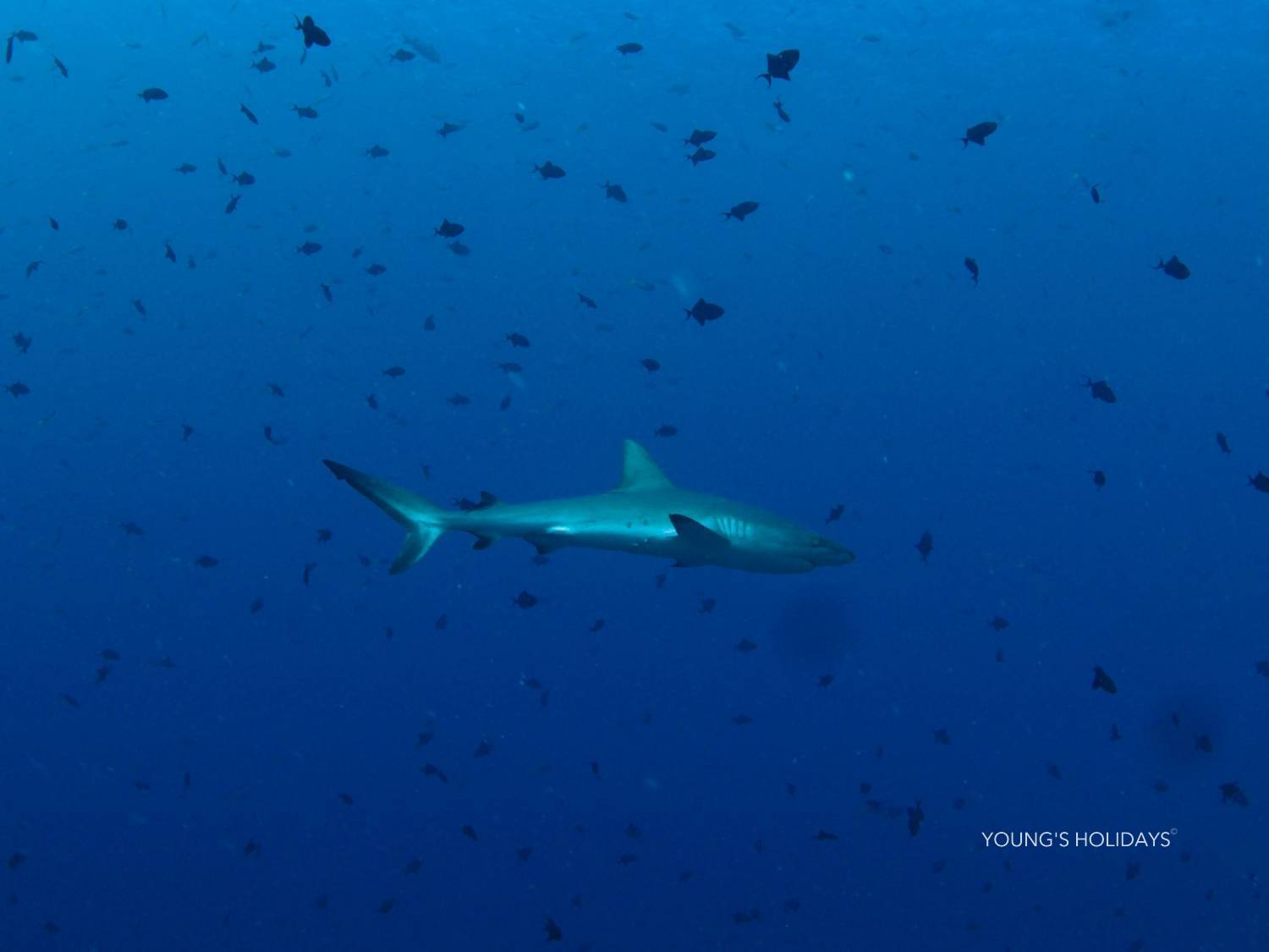【Palau】6 Days 5 Nights Tour with diving instructor Ben (18th to 23th April 2025)