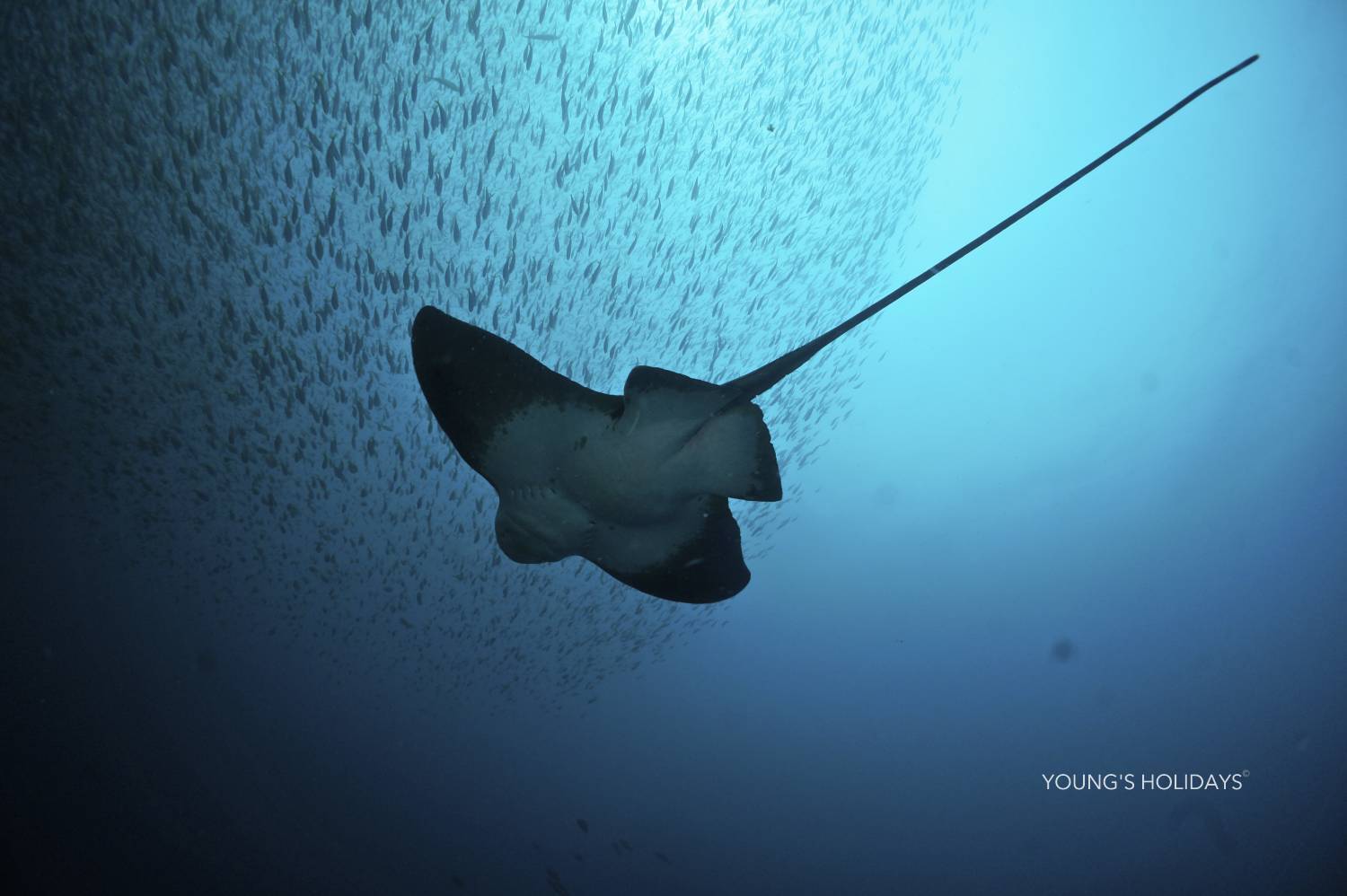 【Izu】Kumomi / Mikomoto IslandDiving with Hammerhead Sharks 4 Days 3 Nights Japan Diving Package