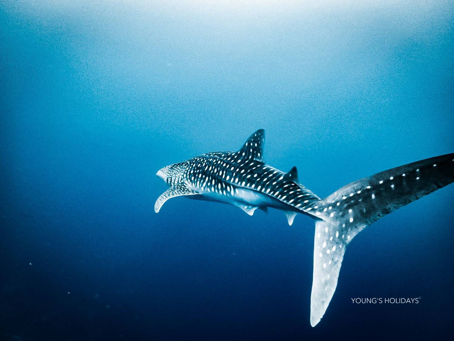 【Maldives】Cozy Scuba Club Fuvahmulah diving package