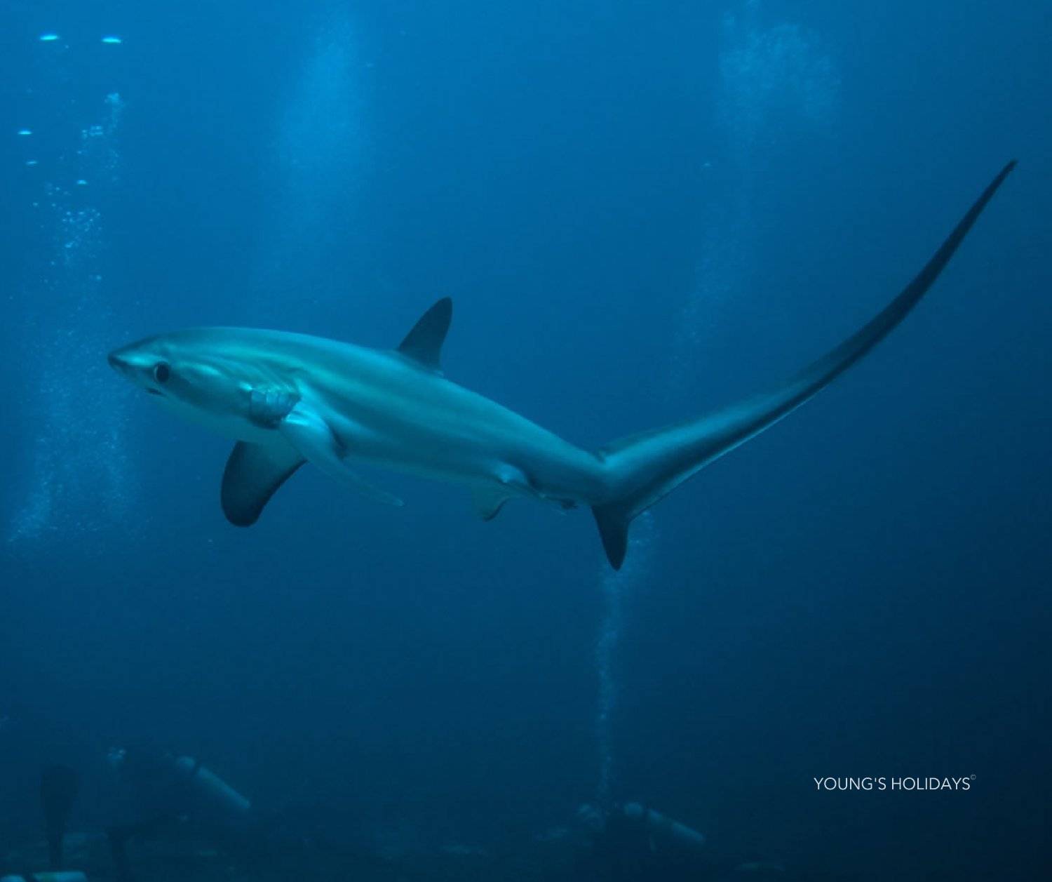 【Malapascua】6 Days 5 Nights Philippines Dive Tour 26th to 31st March 2027 with instructor Tony