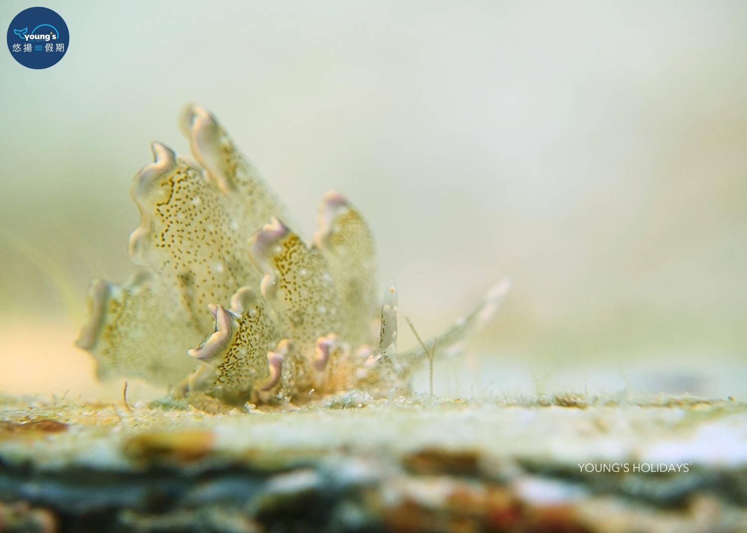 【Cebu】5 Days 4 Nights macro photography Tour with diving instructor (13rd to 17th November 2026)