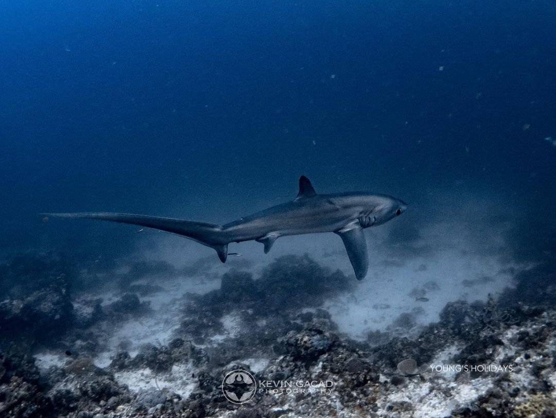【Malapascua】6 Days 5 Nights Philippines Dive Tour 26th to 31st March 2027 with instructor Tony