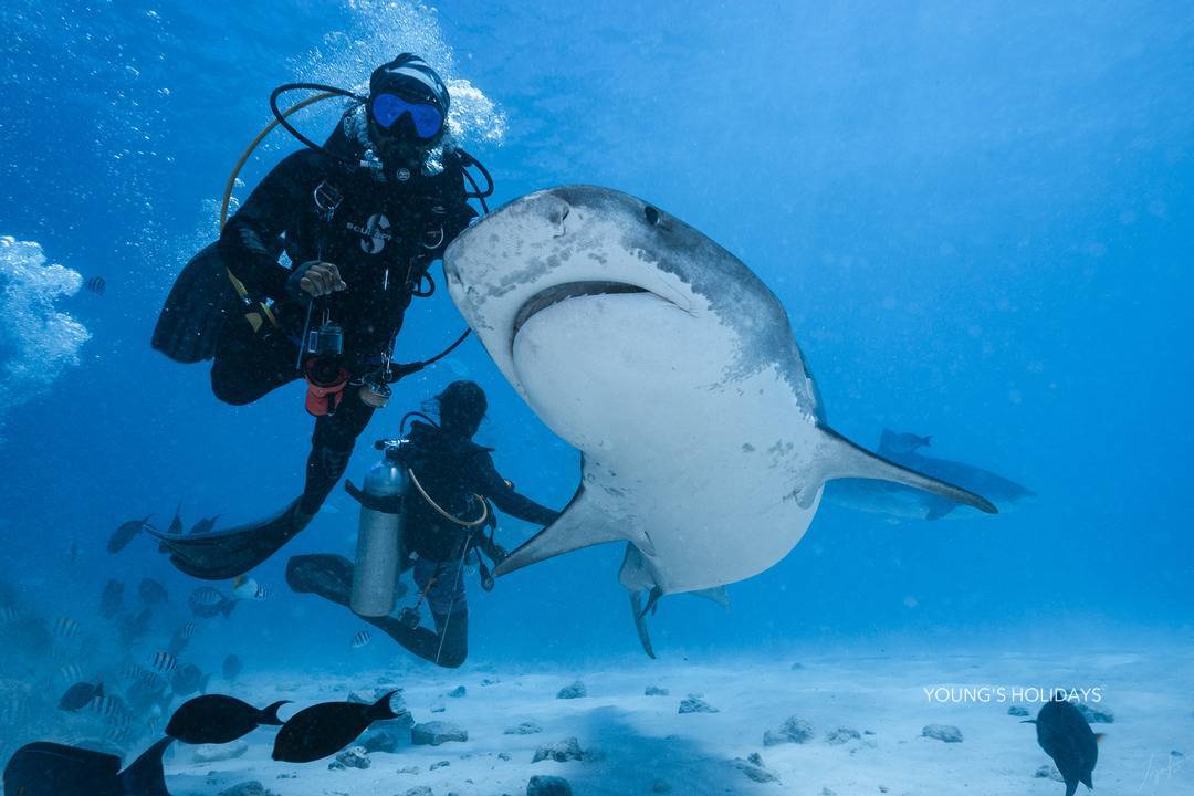【Maldives】Cozy Scuba Club Fuvahmulah diving package
