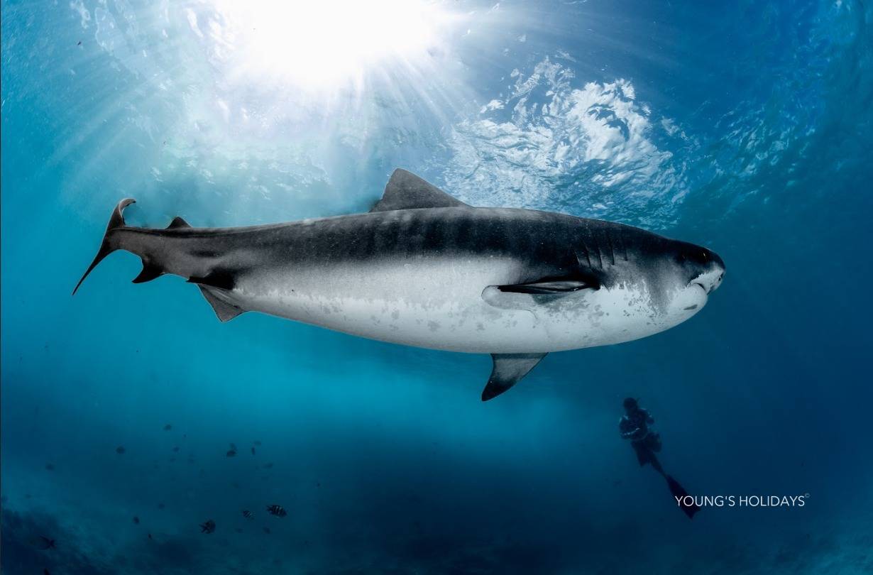 【Maldives】Fuvahmulah Dive Tour with instructor Berry (18th to 25th January 2027)