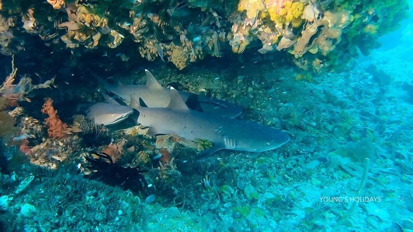 【Malapascua】6 Days 5 Nights Philippines Dive Tour 26th to 31st March 2027 with instructor Tony