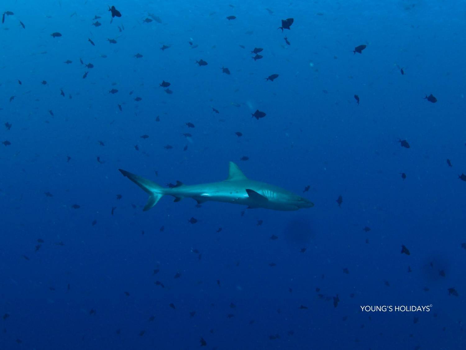 【Palau】6 Days 5 Nights Tour with diving instructor Berry (26th to 31st December 2026)