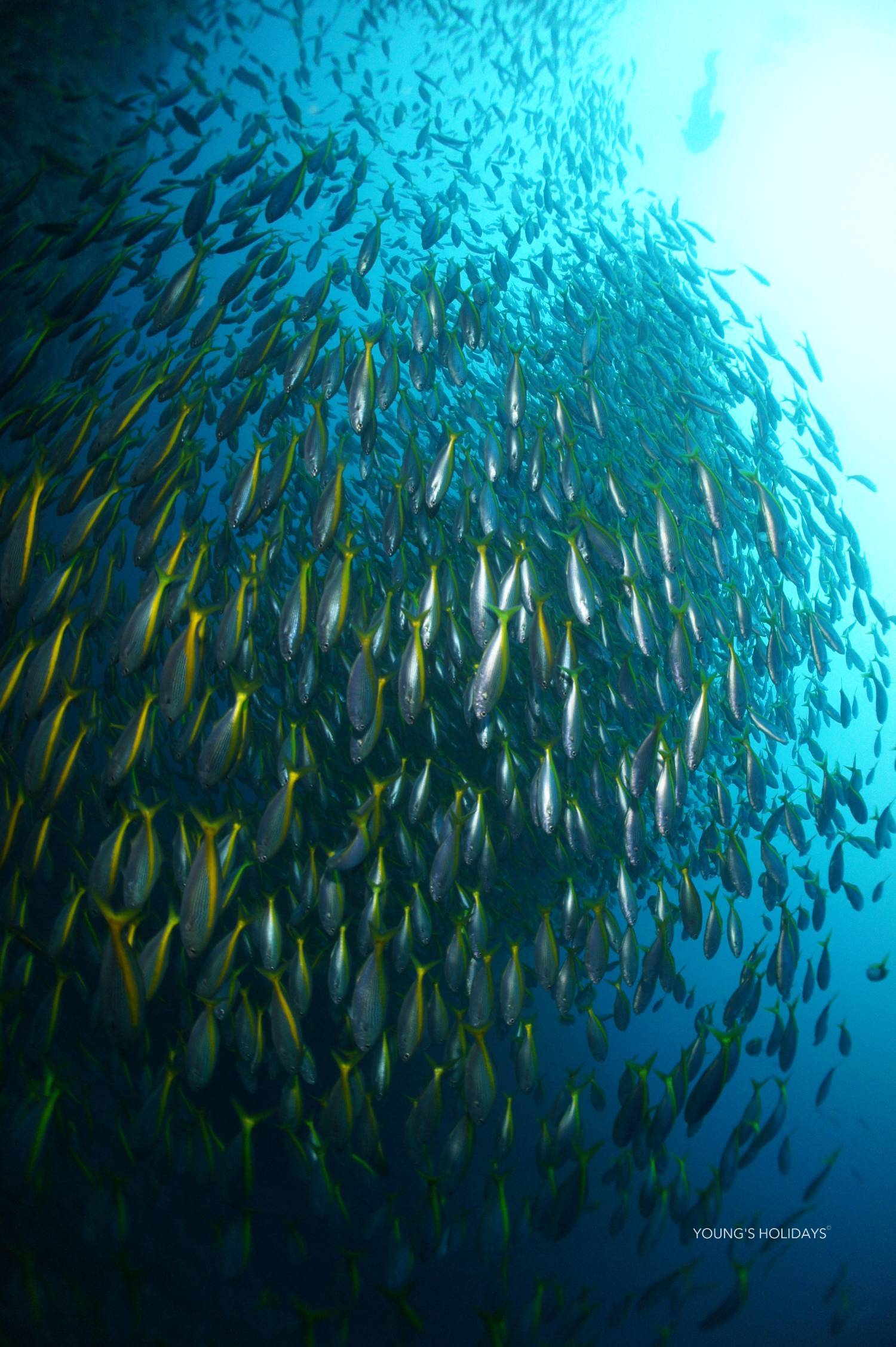 【Izu】Kumomi / Mikomoto IslandDiving with Hammerhead Sharks 4 Days 3 Nights Japan Diving Package