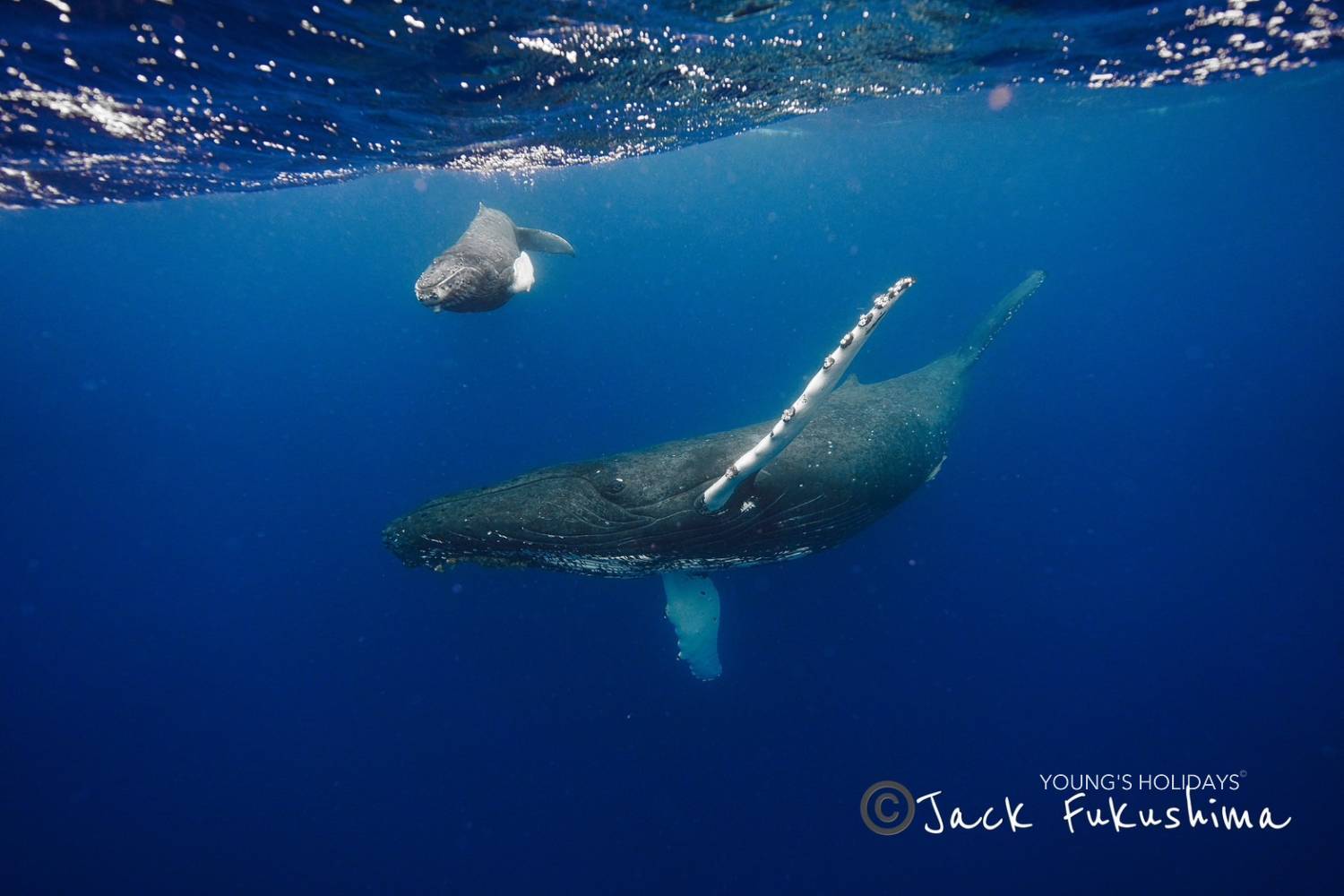 【Okinawa】2027 Whale Swimming Tour (Instructor Berry)