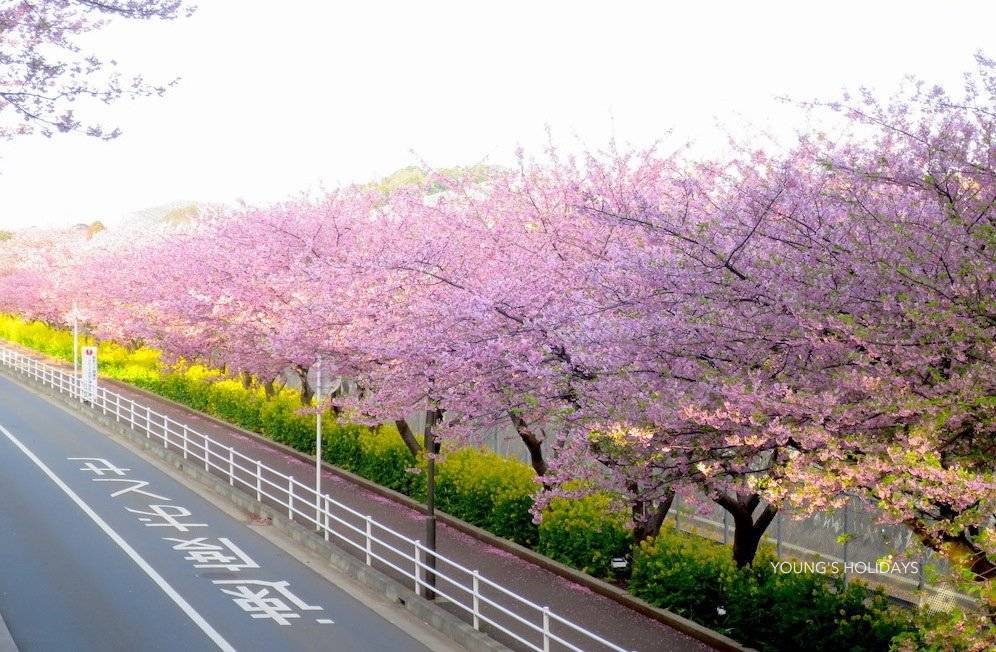 【Tokyo】Japan 6ppl RV Caravan 24 hours Rental Experience(JTHR)